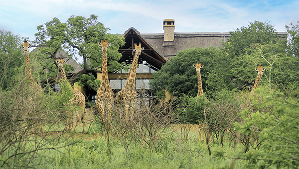 Giraffe Sighting from Jumeirah Residences.jpg
