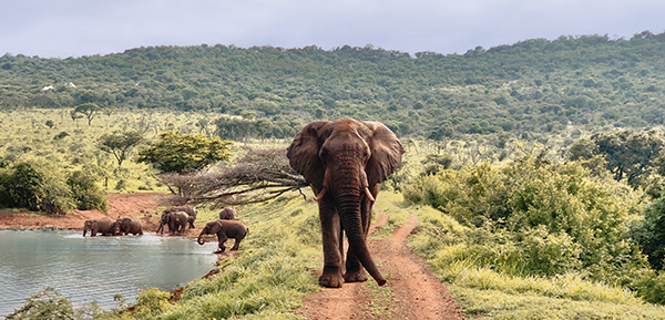 Elephant Sighting from Jumeirah Residences.jpg